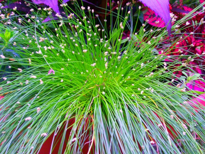 Grass plant with flowers