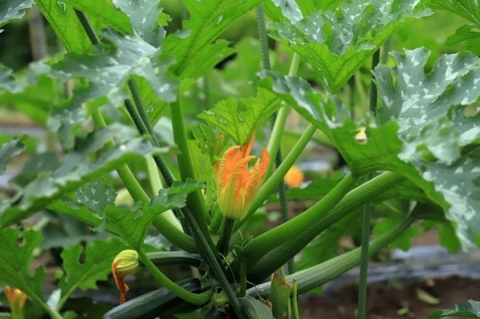 Zucchini cucumber cucurbits biology pollinate squash