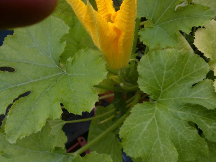 Zucchini plant male flowers