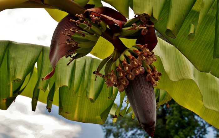 Does a banana plant have flowers