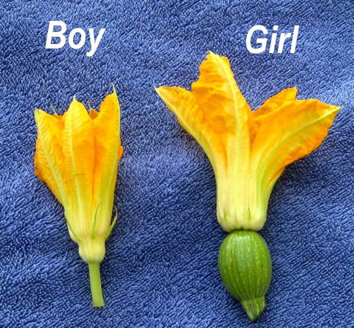 Zucchini plant male flowers