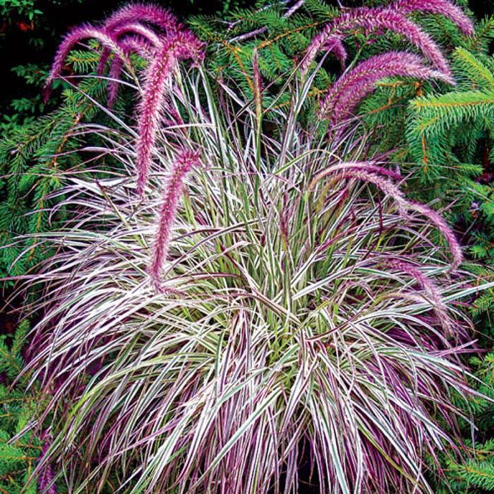 Grass plant with flowers